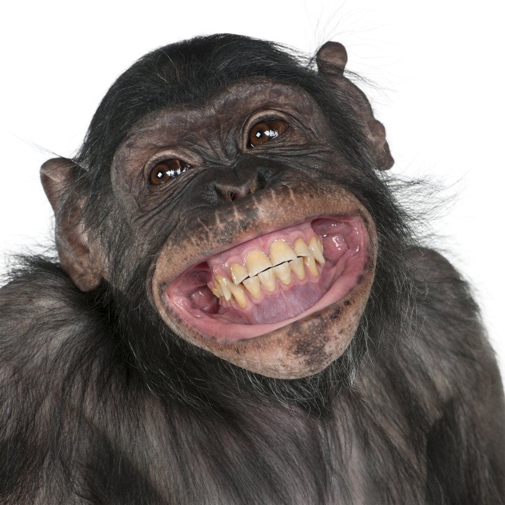 smiling-chimp.jpg